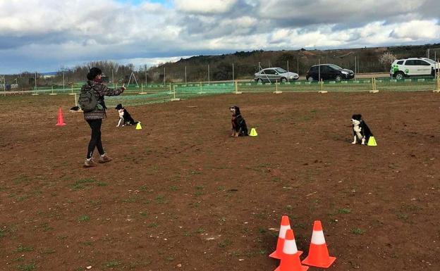 Clases de educación canina en Perrrygatos.