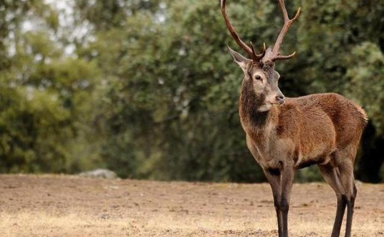 Las cuernas de ciervo frenarán el envejecimiento de los humanos