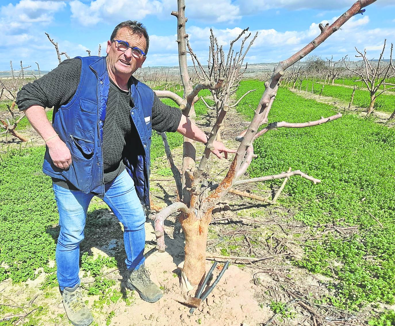 Jesús Sainz Medrano en su finca de manzanos que tiene previsto arrancar en Rincón de Soto.