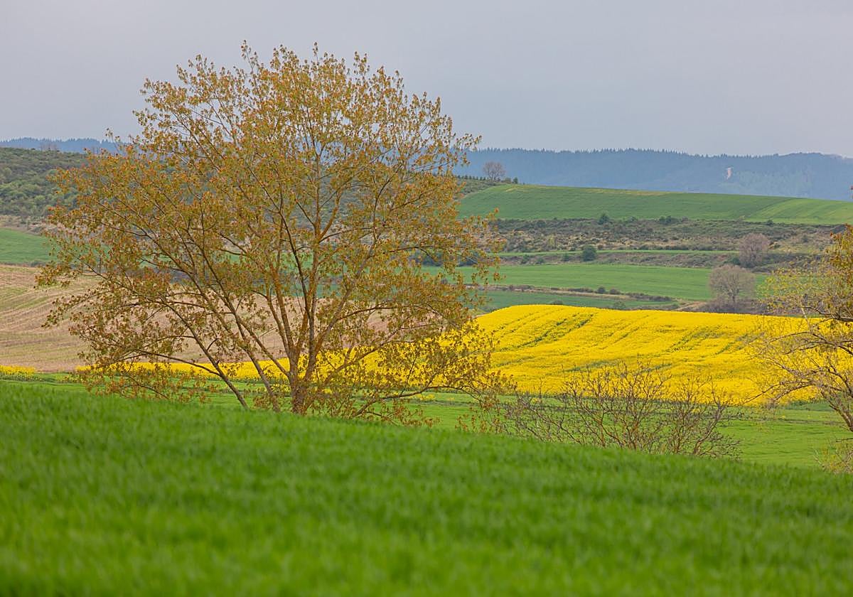 Campos de cereal y colzaen la zona de Cirueña.