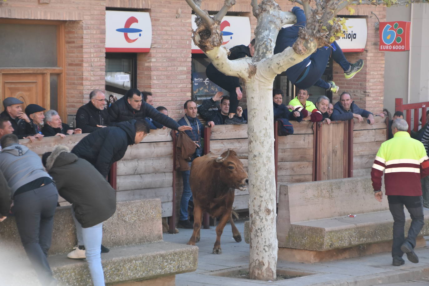 Encierro en Aldeanueva de Ebro