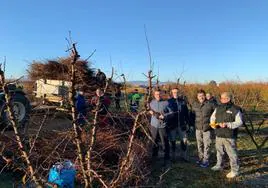 Recogida de leña para la hoguera mayor de San Antón que arderá el 16 de enero durante 24 horas.