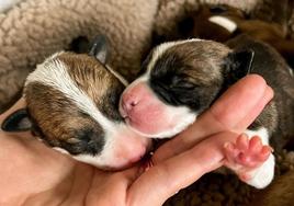 Dos de los nueve cachorros acogidos provisionalmente.