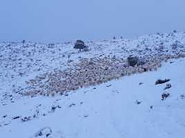 Un rebaño de ovejas sobre la nieve en Viniegra de Abajo.