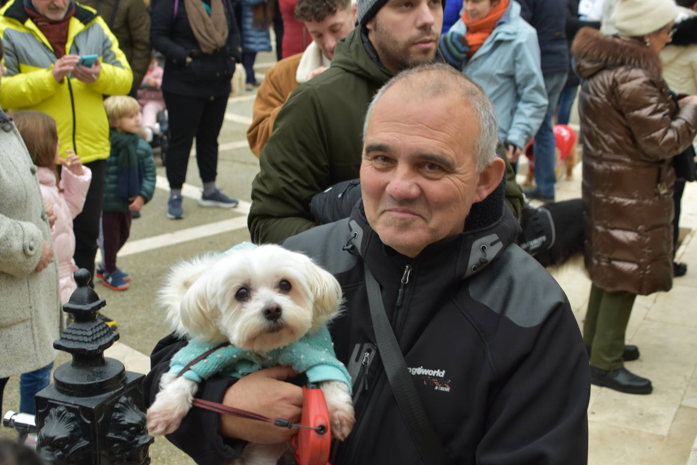 La bendición de San Antón, en imágenes