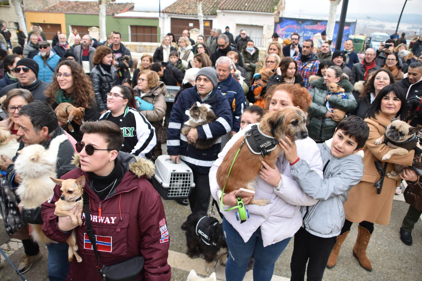 La bendición de San Antón, en imágenes