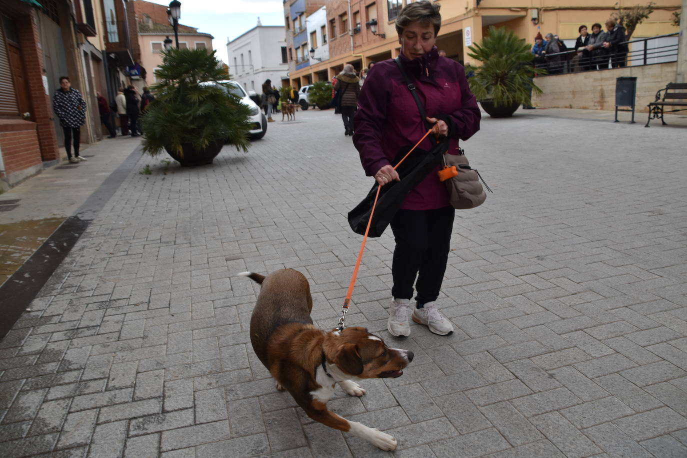 Bendición de animales por San Antón en Rincón de Soto