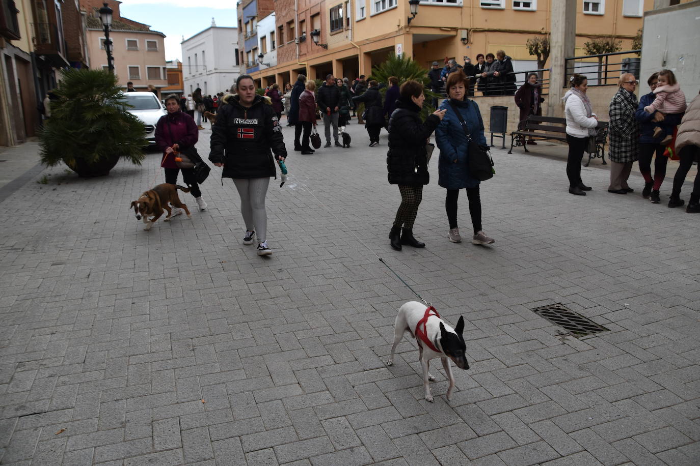 Bendición de animales por San Antón en Rincón de Soto