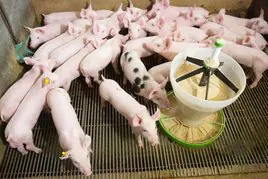 Explotación agraria porcina en La Rioja.