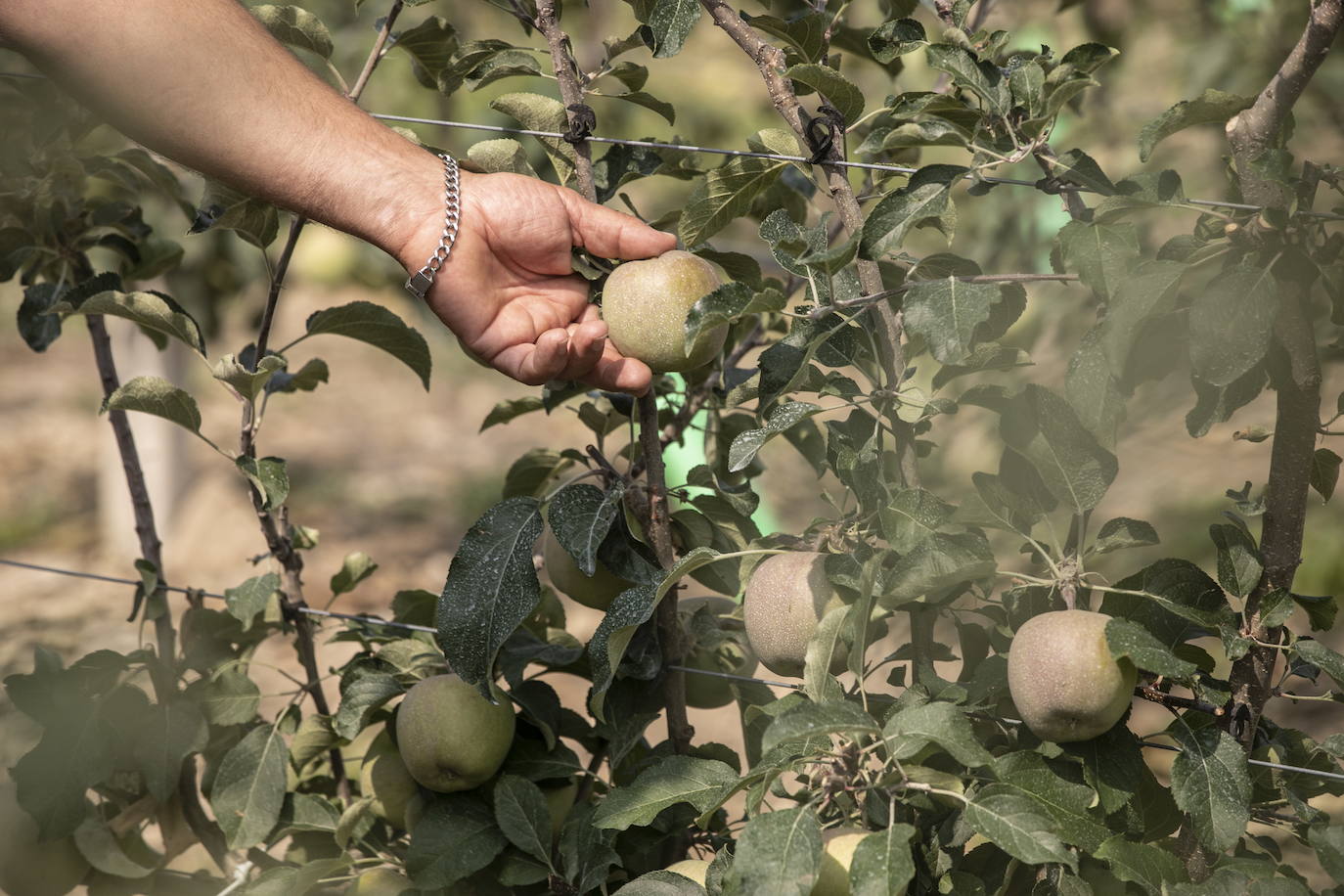Manzanos en una finca riojana