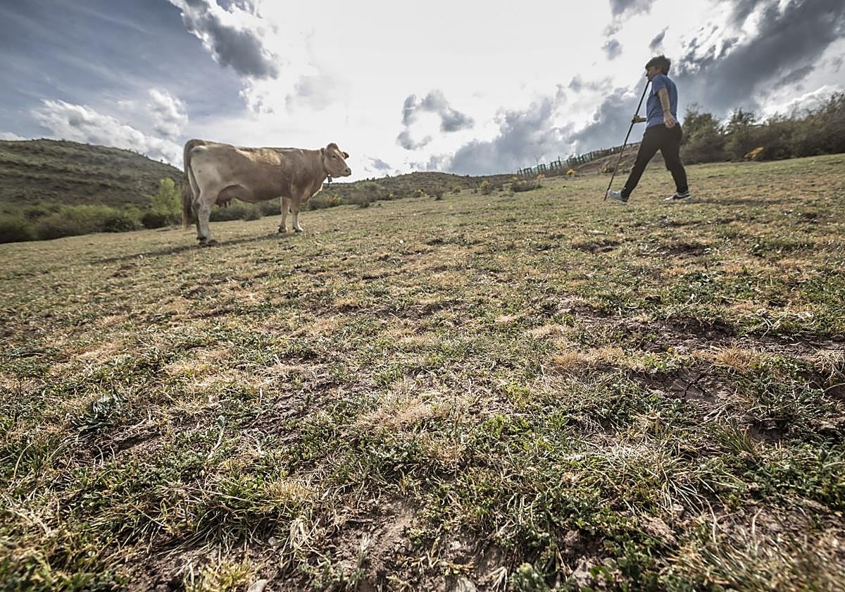Pastos secos por la sequía el pasado mes de abril en San Román de Cameros.