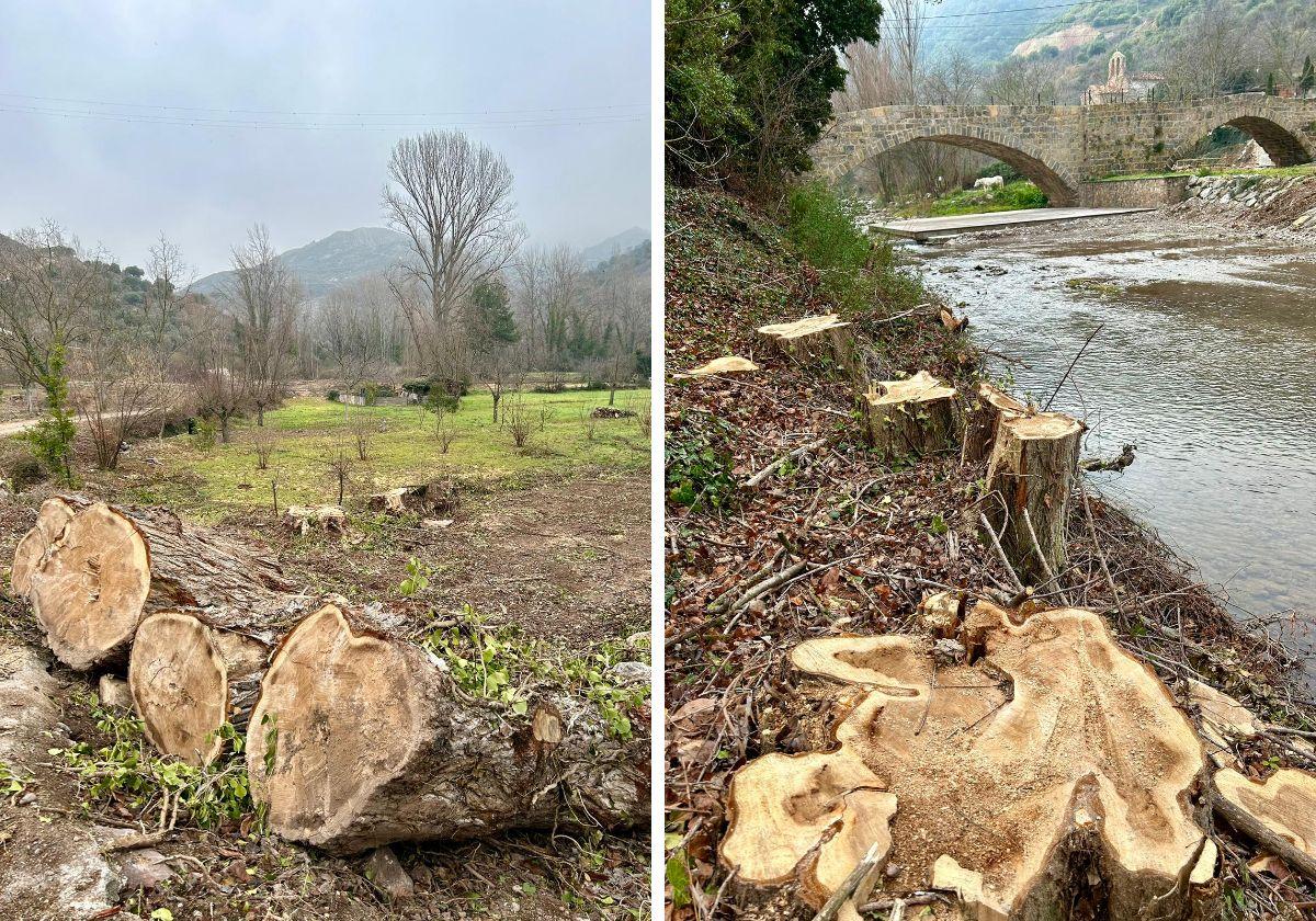 Árboles talados en la orilla del Leza.