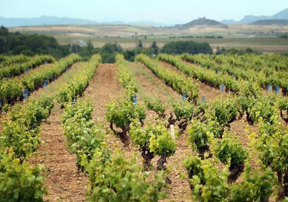 La DOCa Rioja cuenta con más de 67.000 hectáreas y Bodegas Familiares plantea el arranque de 6.700.