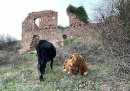 Unas vacas en las inmediaciones de las ruinas del monasterio de San Prudencio.