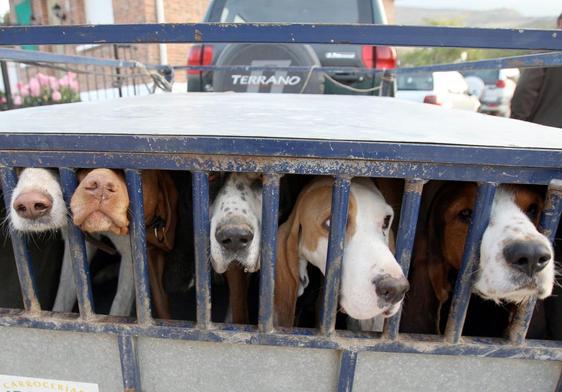 Perros de caza, en un remolque de transporte tras una batida de jabalíes en la sierra riojana.