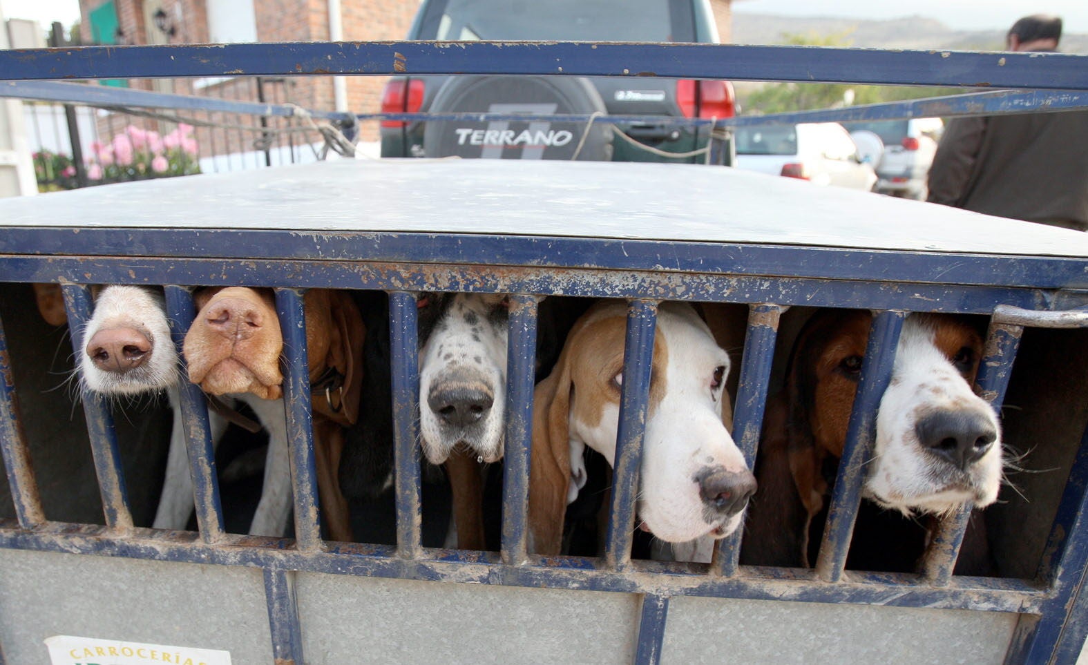 Perros de caza, en un remolque de transporte tras una batida de jabalíes en la sierra riojana.