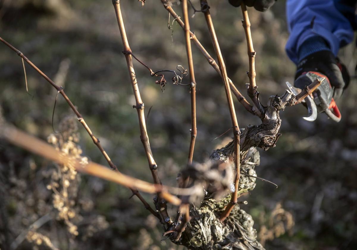 La poda: la nueva newsletter sobre vino que se une a los envíos de Diario LA RIOJA