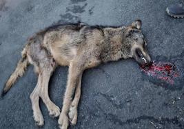 Aparece el cadáver de un lobo atropellado en Brieva de Cameros