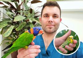 El veterinario Joaquín Laliena, especializado en aves y animales exóticos, posa con un loris arcoíris. En detalle, un periquito.