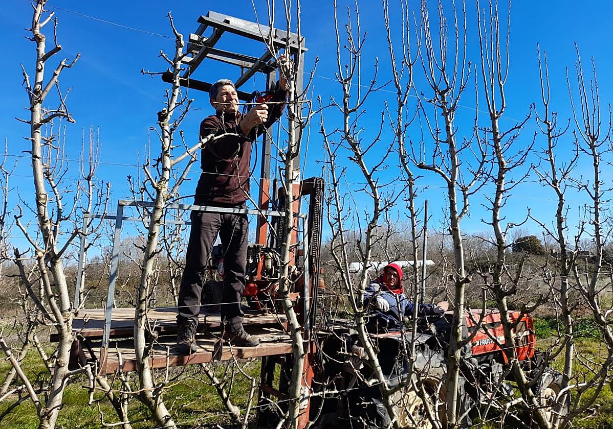 José Julián Sainz Ruiz podando perales de la variedad ercolini este martes en Rincón de Soto.