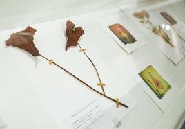 'Botanica amoris', en la Casa de las Ciencias