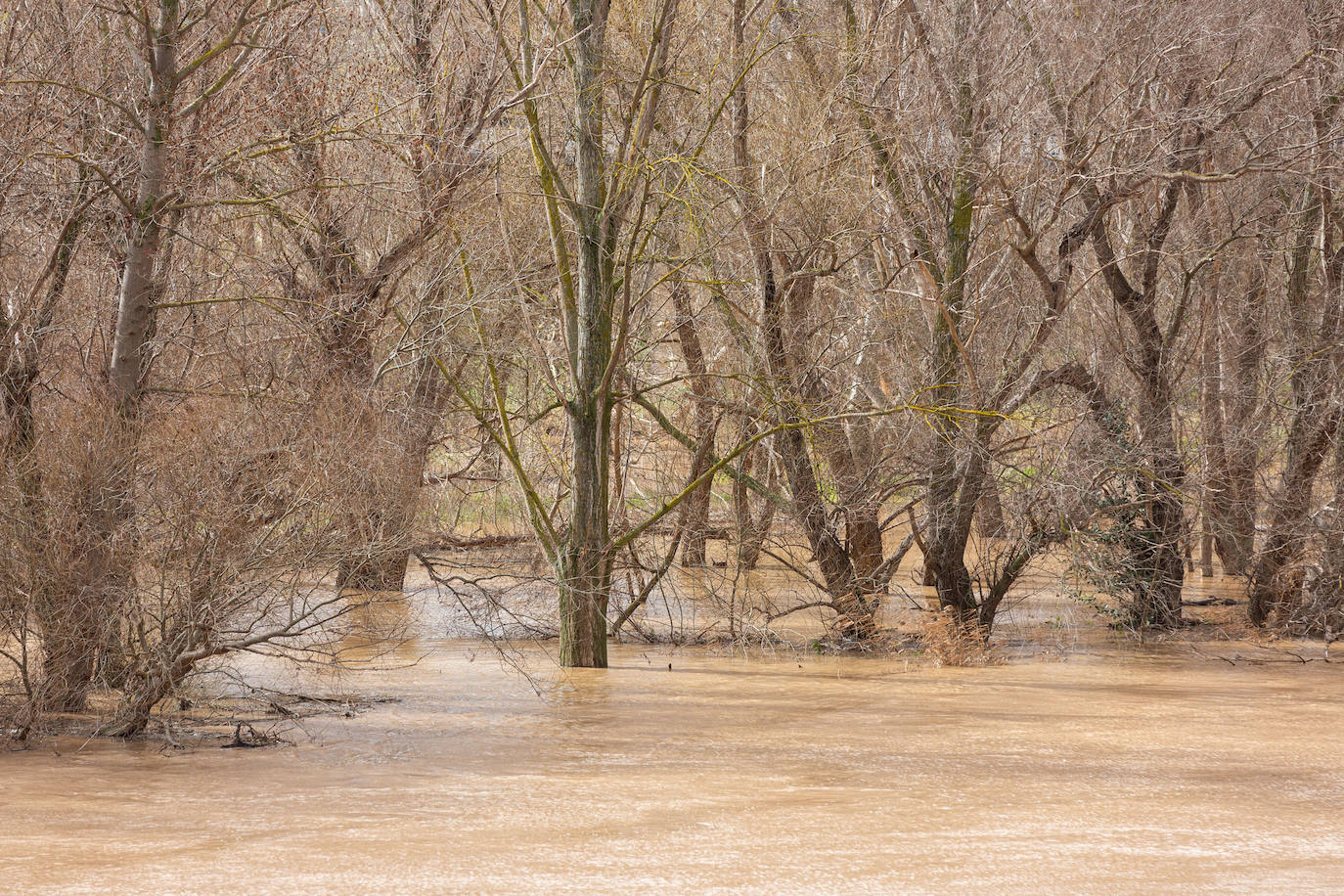 La crecida del Ebro en Logroño, en imágenes