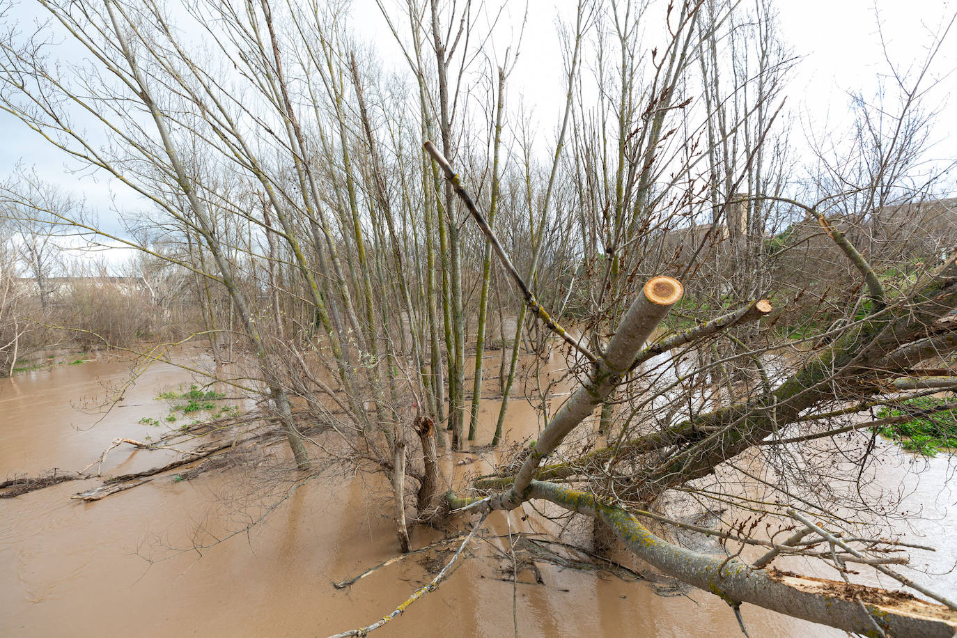 La crecida del Ebro en Logroño, en imágenes