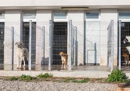 Centro de acogida de animales del ayuntamiento Logrono