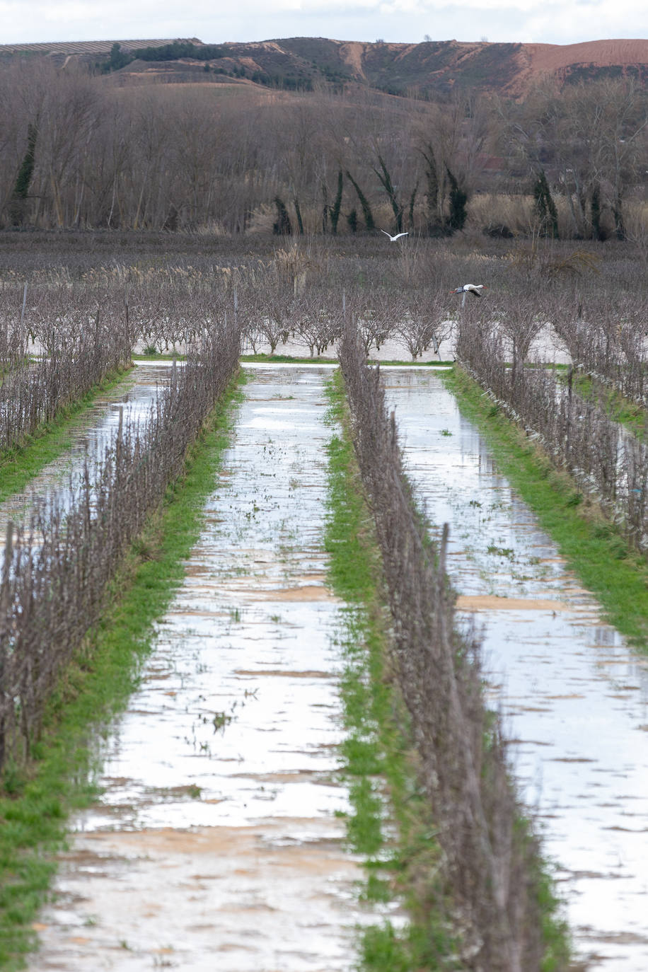 Así bajaba el Ebro por Alfaro