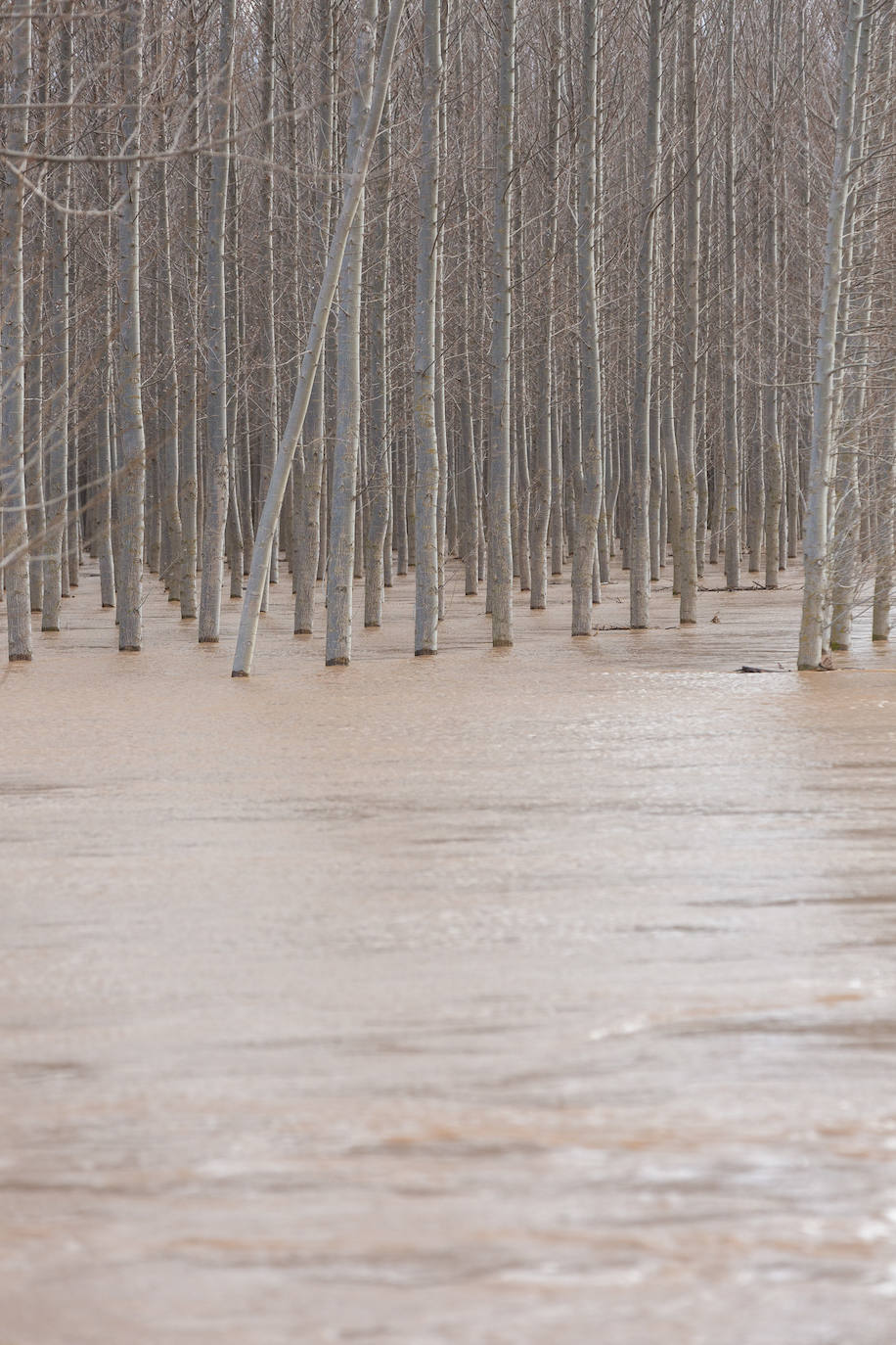 Así bajaba el Ebro por Alfaro