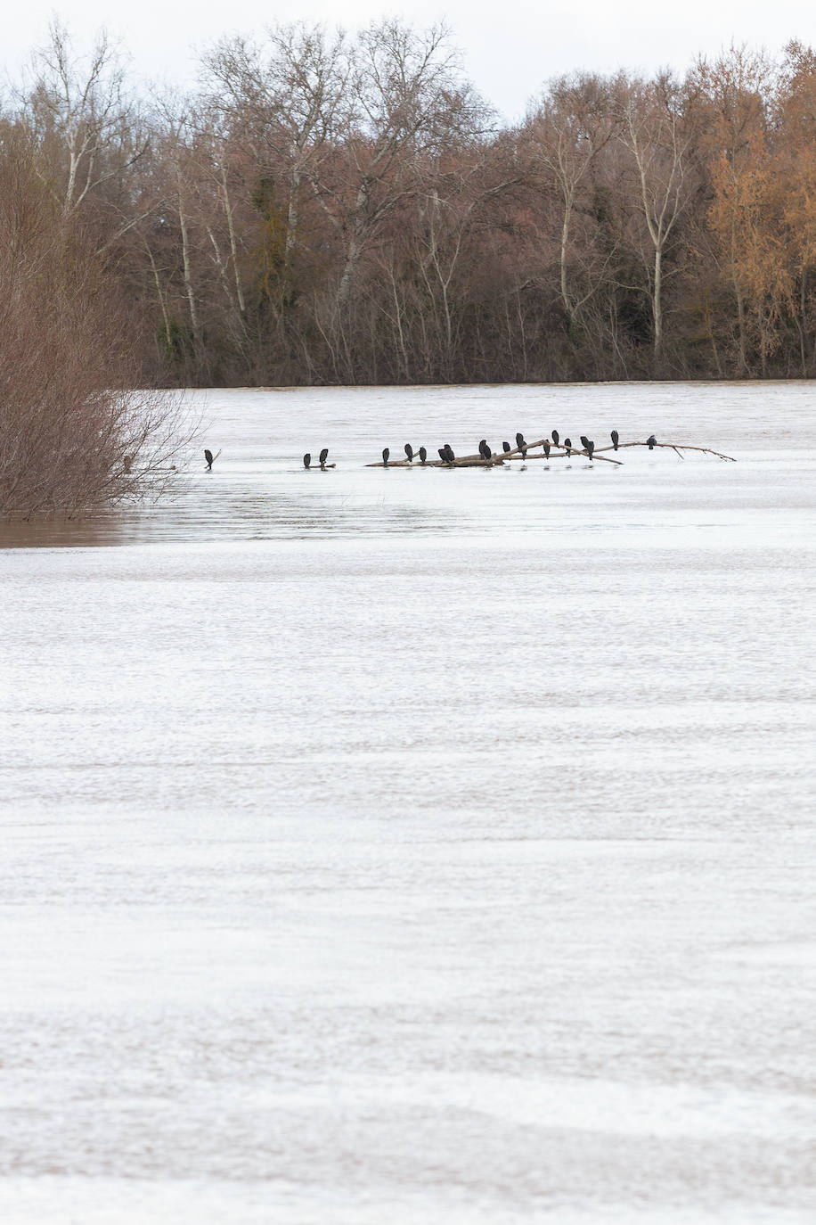 Así bajaba el Ebro por Alfaro