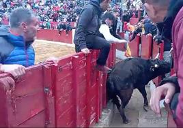 Susto en la plaza de Calahorra al saltar una vaca al callejón