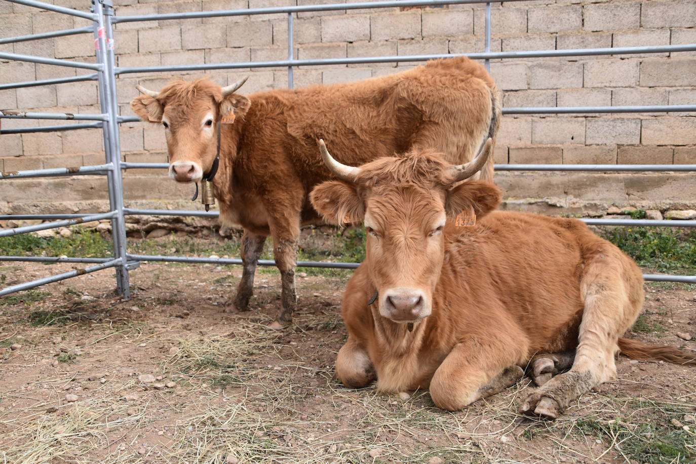 Saca de Vacas de Valverde