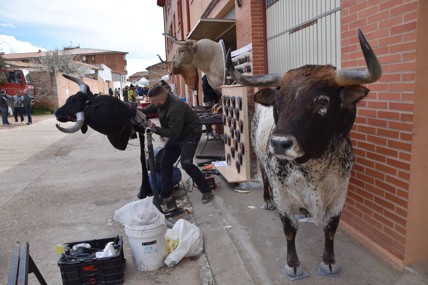 Saca de Vacas de Valverde