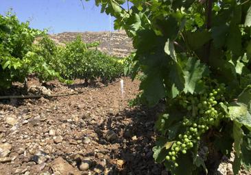 Los agricultores podrán recibir un máximo de 3.854 euros por hectárea por la cosecha en verde de uvas tintas