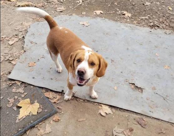 Duque, un beagle «supercariñoso»