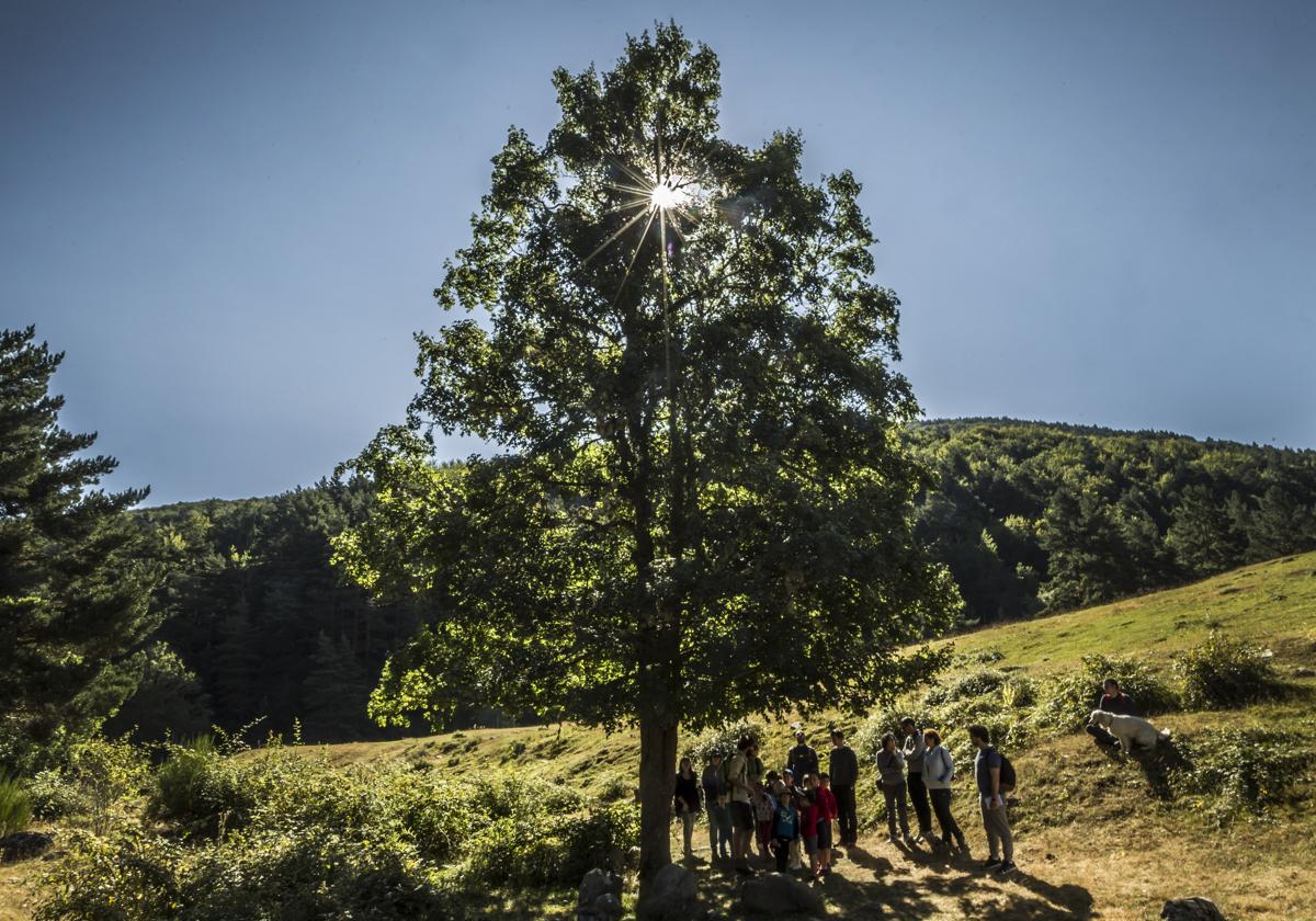 El Día Internacional de los Bosques se celebra con una Ruta por Sierra Cebollera, visitas y yoga