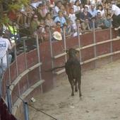 Suelta de vaquillas en la plaza de Laguardia.