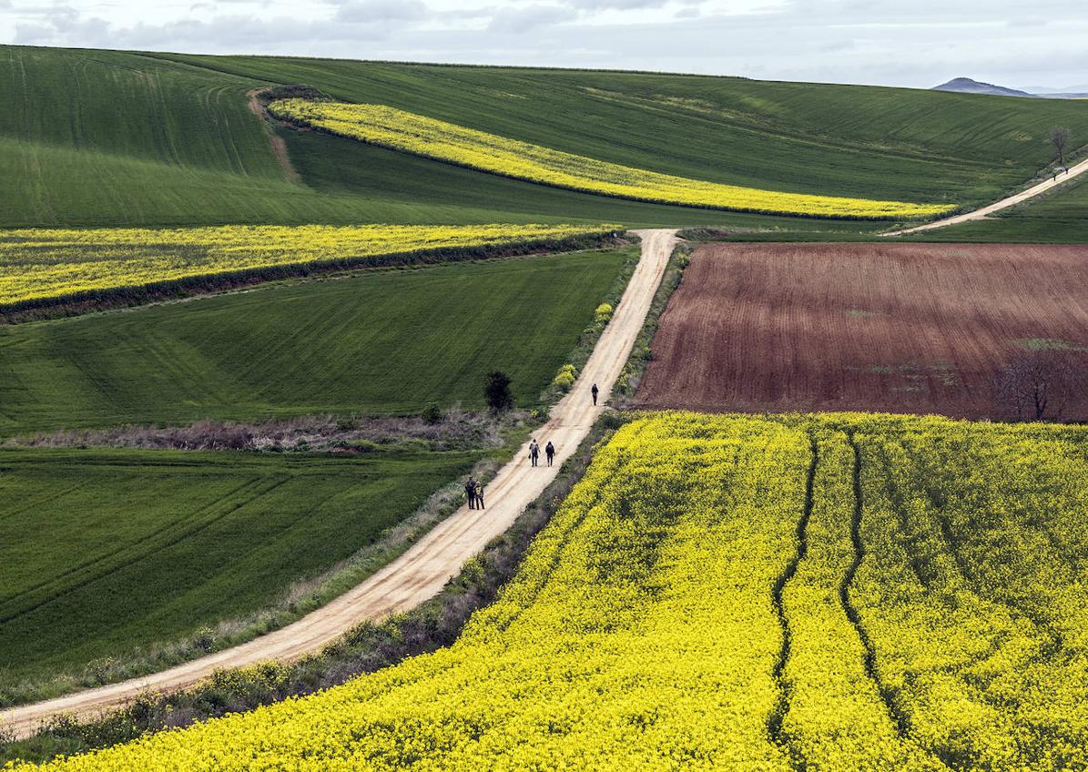 Imagen secundaria 1 - Parcelas sembradas de colza, en varios puntos de La Rioja Alta. 