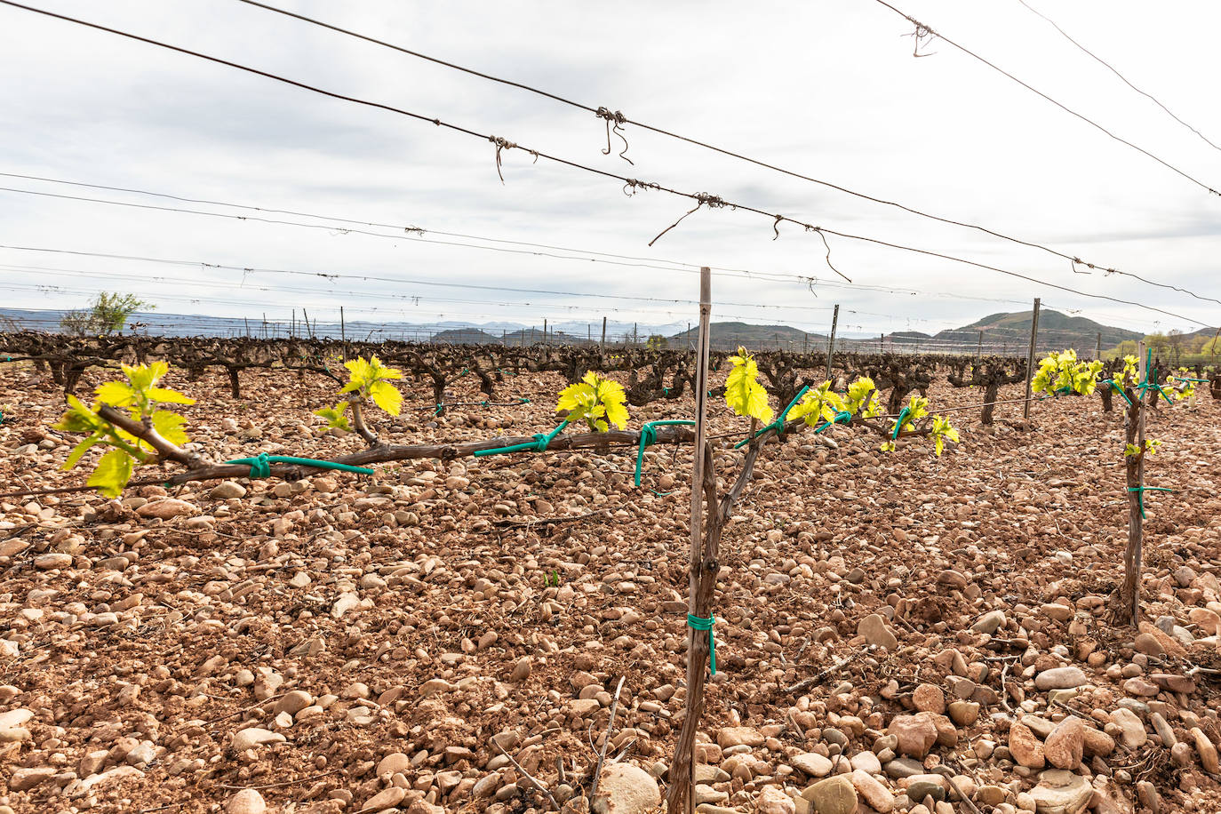 La brotación de los viñedos en La Rioja