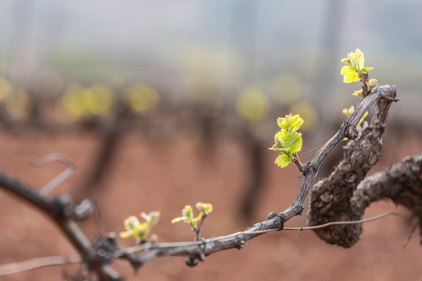 La brotación de los viñedos en La Rioja