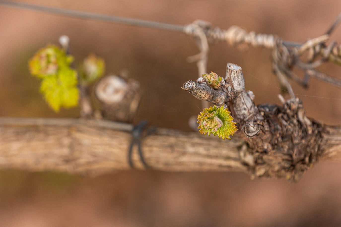 La brotación de los viñedos en La Rioja