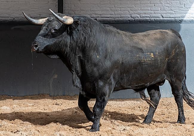 «Adivino», el primer novillo que lidiará el de Alfaro