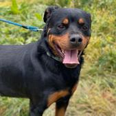 Plum, un rottweiler educado y obediente