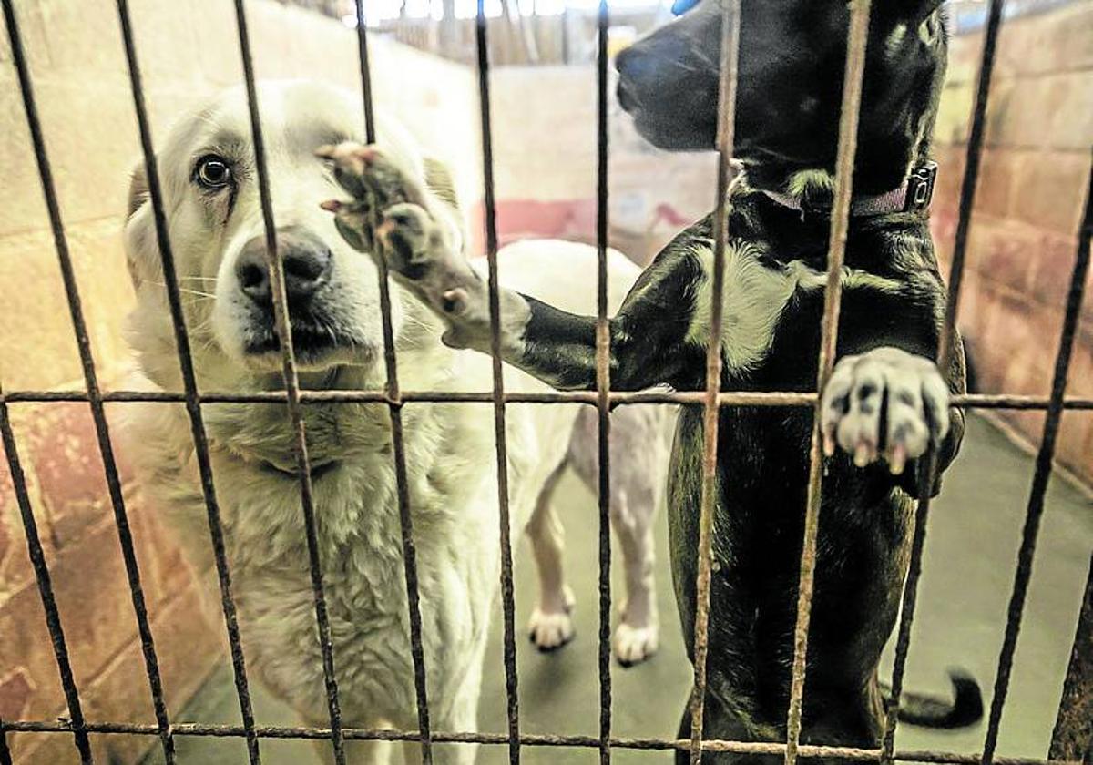 Refugio canino de APA-Rioja.