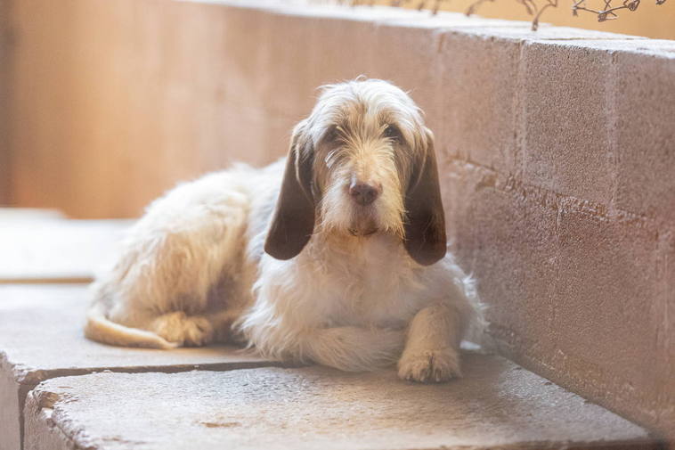 Un perro, en el centro de acogida de animales de Logroño.