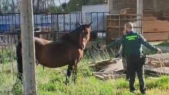 La Guardia Civil captura una yegua suelta por las calles de Ezcaray