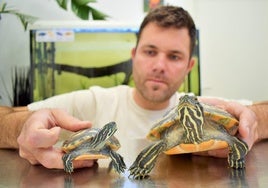 El veterinario Joaquín Laliena muestra dos tortugas, una joven y pequeña de un año y otra adulta y grande.