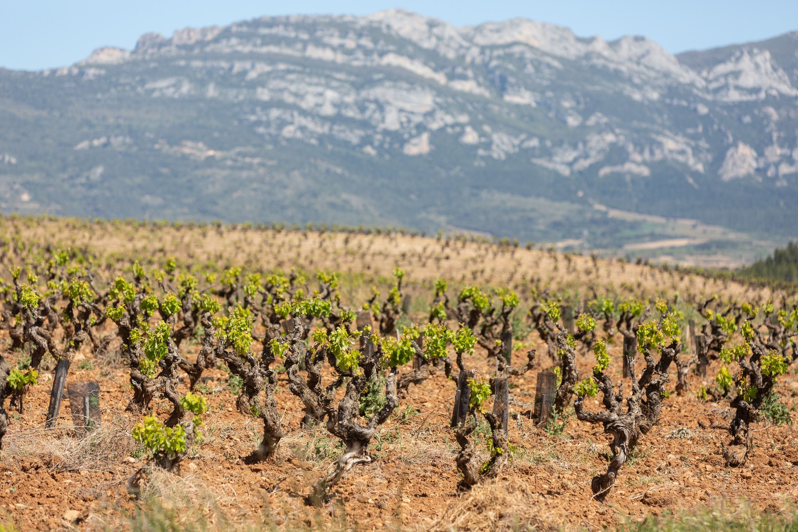 Imagen de viñedos afectadas por la helada la pasada semana en Rioja Alta.