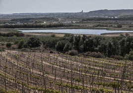 Imagen de una viña de regadío en el término de Calahorra con Aldeanueva al fondo.